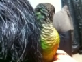 [Conure][ウロコインコ]