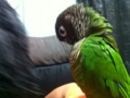 [Conure][ウロコインコ]