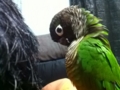 [Conure][ウロコインコ]