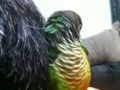 [Conure][ウロコインコ]