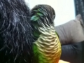 [Conure][ウロコインコ]