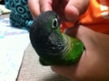 [Conure][ウロコインコ]