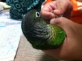 [Conure][ウロコインコ]