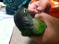 [Conure][ウロコインコ]