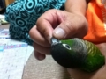 [Conure][ウロコインコ]
