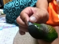 [Conure][ウロコインコ]