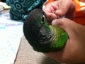 [Conure][ウロコインコ]