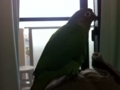 [Conure][ウロコインコ]