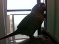[Conure][ウロコインコ]