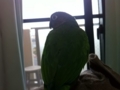 [Conure][ウロコインコ]