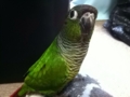 [Conure][ウロコインコ]