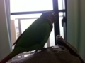 [Conure][ウロコインコ]