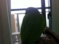 [Conure][ウロコインコ]