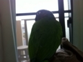 [Conure][ウロコインコ]
