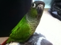 [Conure][ウロコインコ]