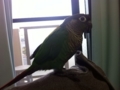 [Conure][ウロコインコ]