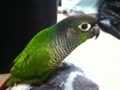 [Conure][ウロコインコ]