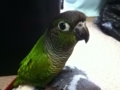 [Conure][ウロコインコ]