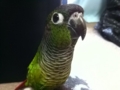 [Conure][ウロコインコ]