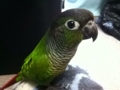 [Conure][ウロコインコ]