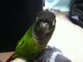 [Conure][ウロコインコ]