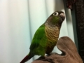 [Conure][ウロコインコ]