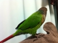 [Conure][ウロコインコ]