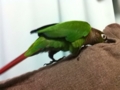 [Conure][ウロコインコ]