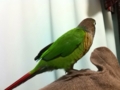[Conure][ウロコインコ]