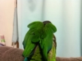 [Conure][ウロコインコ]