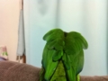 [Conure][ウロコインコ]
