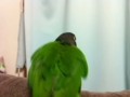 [Conure][ウロコインコ]