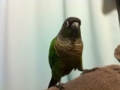 [Conure][ウロコインコ]