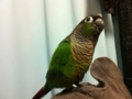 [Conure][ウロコインコ]
