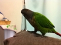 [Conure][ウロコインコ]