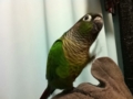 [Conure][ウロコインコ]