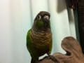 [Conure][ウロコインコ]