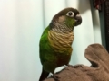 [Conure][ウロコインコ]