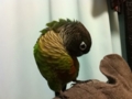 [Conure][ウロコインコ]