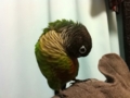 [Conure][ウロコインコ]