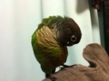 [Conure][ウロコインコ]