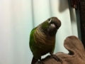 [Conure][ウロコインコ]