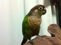 [Conure][ウロコインコ]
