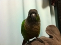 [Conure][ウロコインコ]