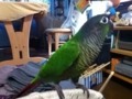[Conure][ウロコインコ]
