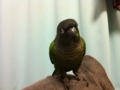 [Conure][ウロコインコ]