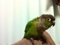 [Conure][ウロコインコ]