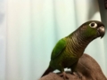 [Conure][ウロコインコ]