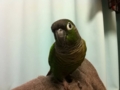 [Conure][ウロコインコ]