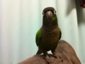 [Conure][ウロコインコ]